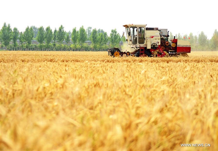 The 34.49 million Mu (about 2.3 million hectares) of wheat enters harvest season in Hebei Province