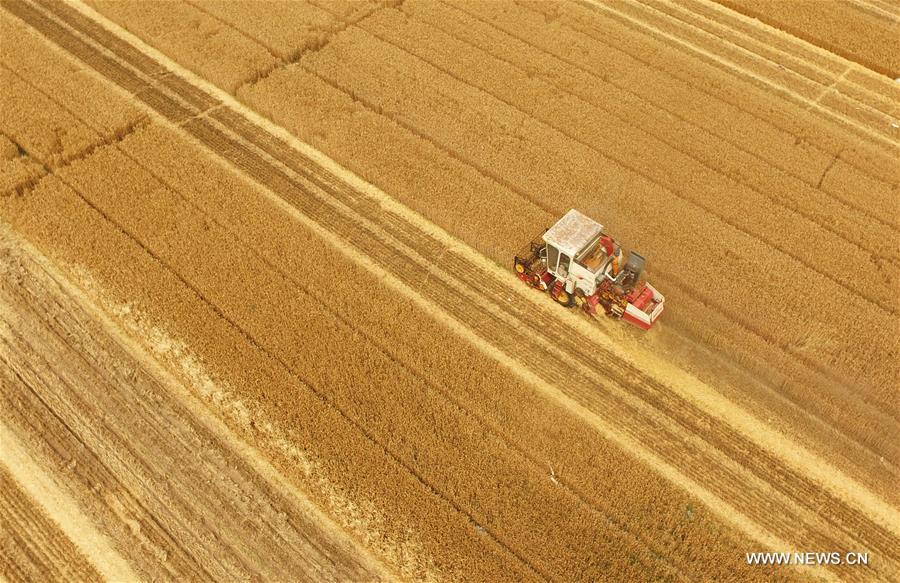 The 34.49 million Mu (about 2.3 million hectares) of wheat enters harvest season in Hebei Province