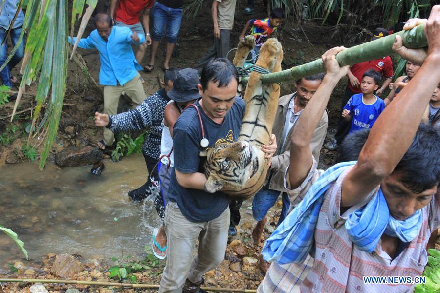 People evacuate an anesthetized Sumatran Tiger trapped in forest close to residential area in West Sumatra, Indonesia, June 11, 2016.