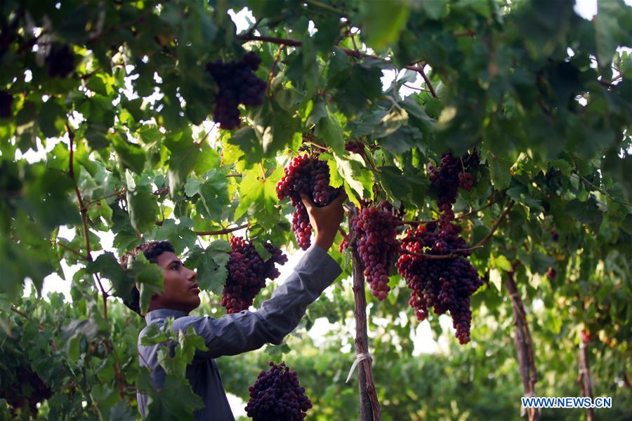 Farmers pick grapes at a red grape farm in Monofiya Governorate, Egypt, June 11, 2016.