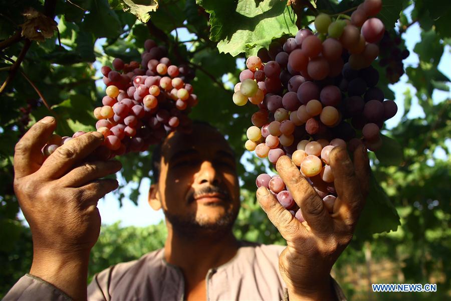 Farmers pick grapes at a red grape farm in Monofiya Governorate, Egypt, June 11, 2016.