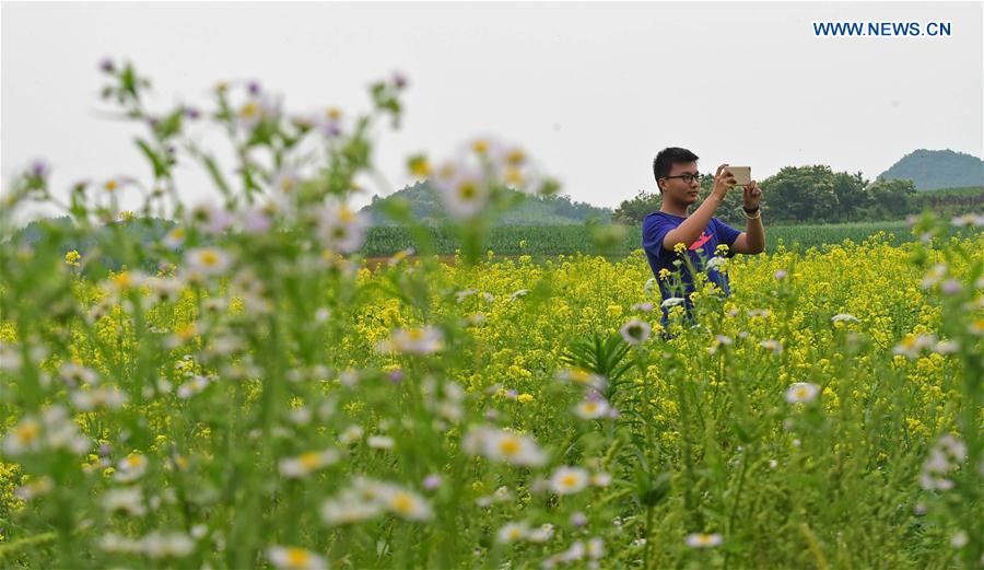 A tourist takes photos of blooming rapeseed flowers in Hunjiang Village of Zhenjiang Township in Dandong, northeast China's Liaoning Province, June 17, 2016.
