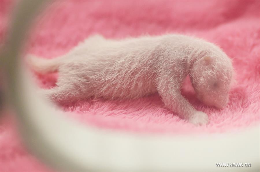 A giant panda gave birth to twins on Monday in Chengdu, the first twins this year anywhere in the world, according to the breeding base. 