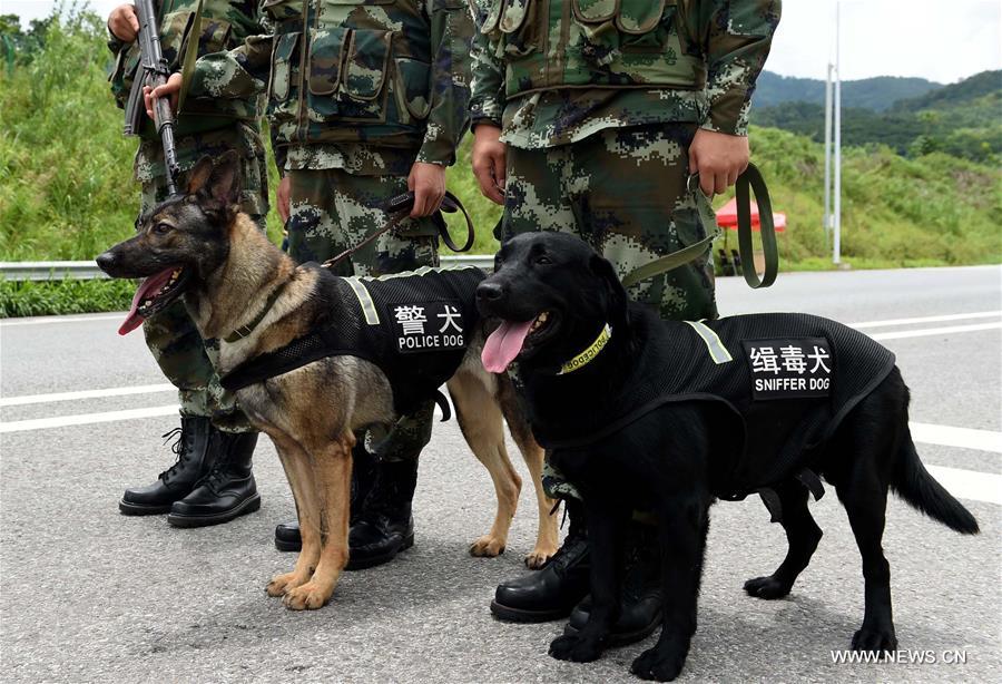 CHINA-YUNNAN-DEHONG-SNIFFER DOGS (CN)