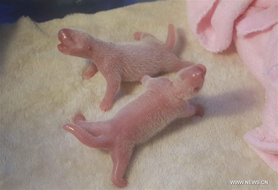 Photo taken on June 23, 2016 shows a pigeon pair of panda cubs at Chengdu Research Base of Giant Panda Breeding in Chengdu, capital of southwest China's Sichuan Province, June 23, 2016.