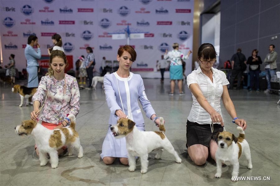 RUSSIA-MOSCOW-DOG-EXHIBITION
