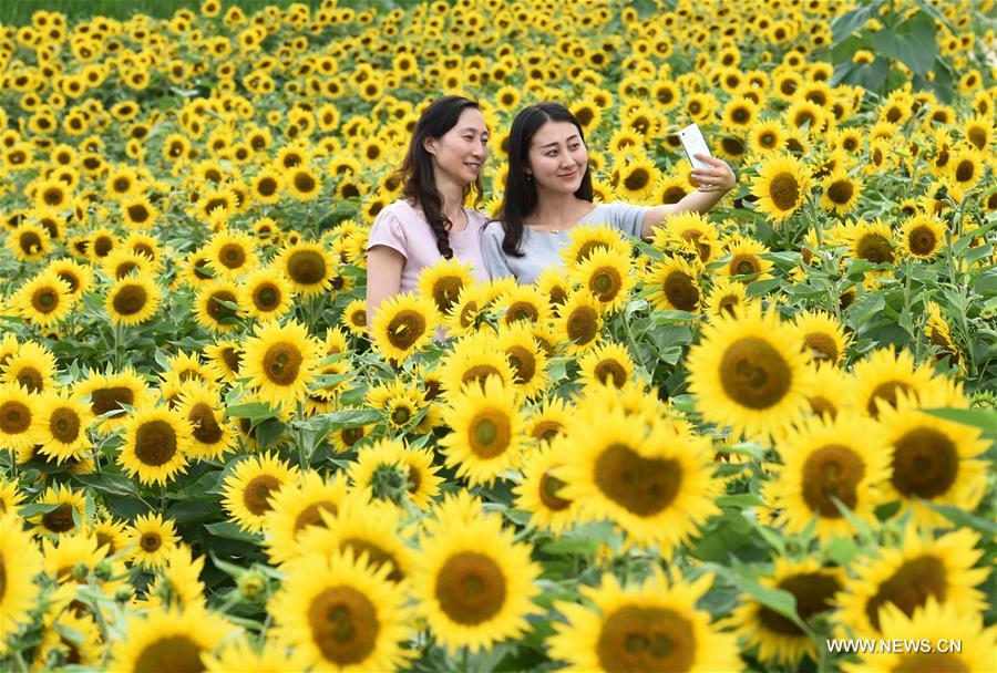 Tourists view fields of flowers at Jinlinwan Town, which covers an area of 7,000 mu (467 hectares), in Qujing, southwest China's Yunnan Province, June 25, 2016.
