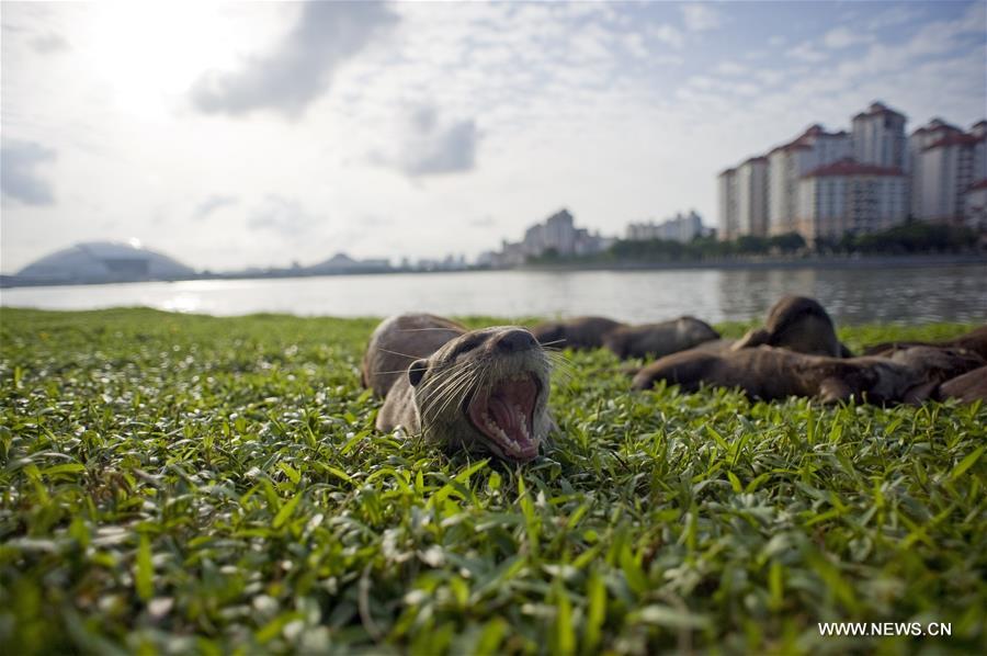 The 13th International Otter Congress organised by International Union for Conservation of Nature (IUCN) will be held in Singapore for the first time from July 3 to 8.