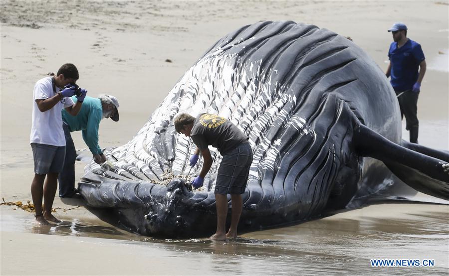A bulldozer pushes a dead humpback whale into the ocean at Dockweiler State Beach in Los Angeles, California, the United States, on July 1, 2016.