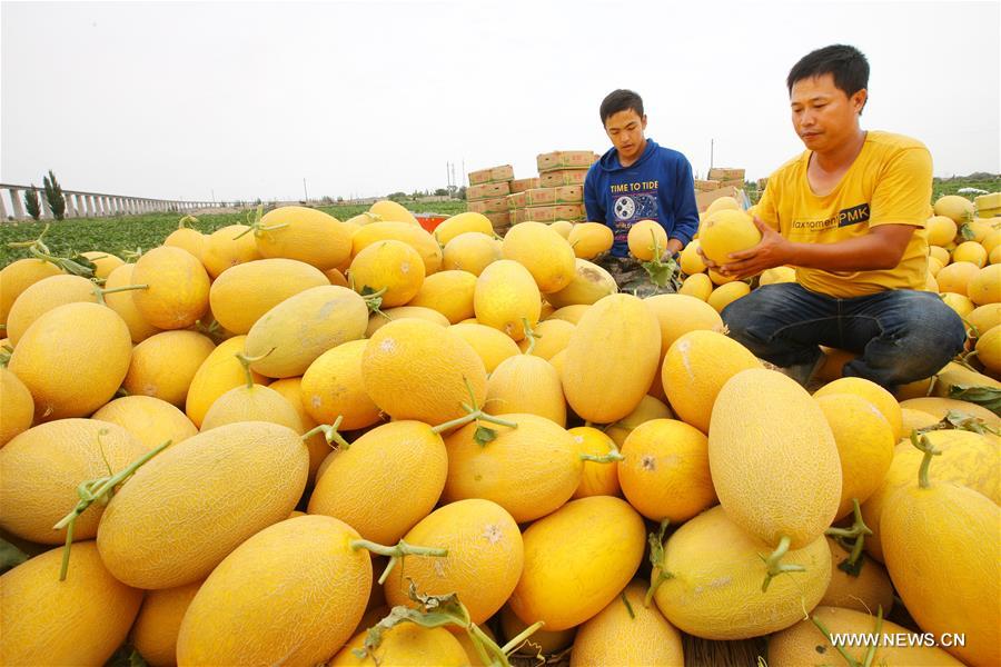 Farmers reaped a bumper harvest of more than 100 varieties of Hami melons in Nanhu Township of Xinjiang recently. 