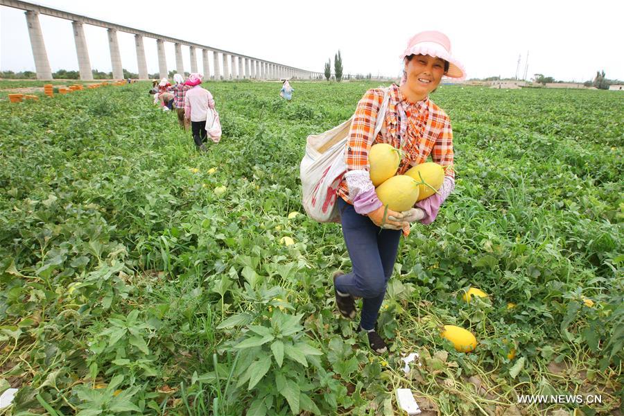 Farmers reaped a bumper harvest of more than 100 varieties of Hami melons in Nanhu Township of Xinjiang recently. 