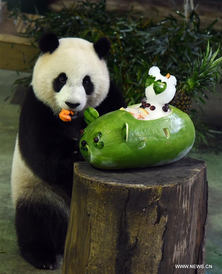 The zoo celebrated birthday for Yuanzai who turned 3 years old on Wednesday. (Xinhua/Wu Ching-teng)