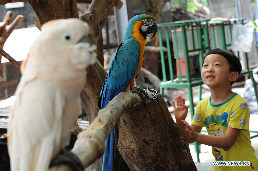  A boy looks at parrots at Samut Prakarn Crocodile Farm and Zoo in Samut Prakarn province, Thailand, July 7, 2016.