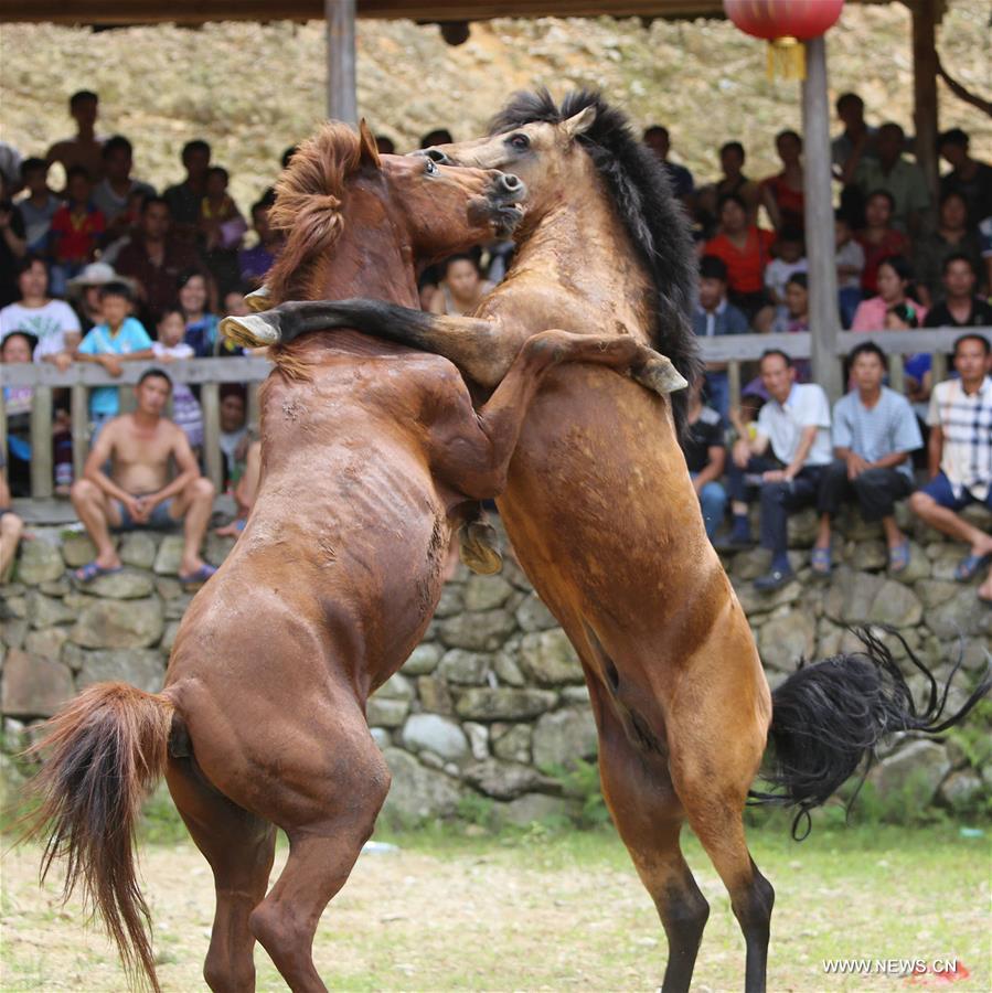 Image result for horses fight