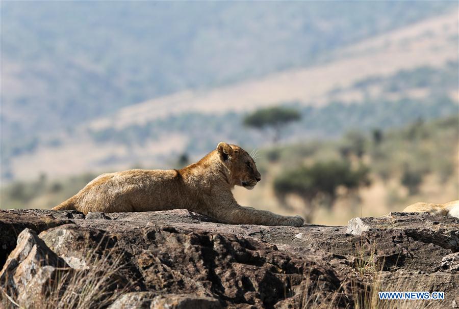 KENYA-NAIROBI-MAASAI MARA NATIONAL RESERVE-LIONS