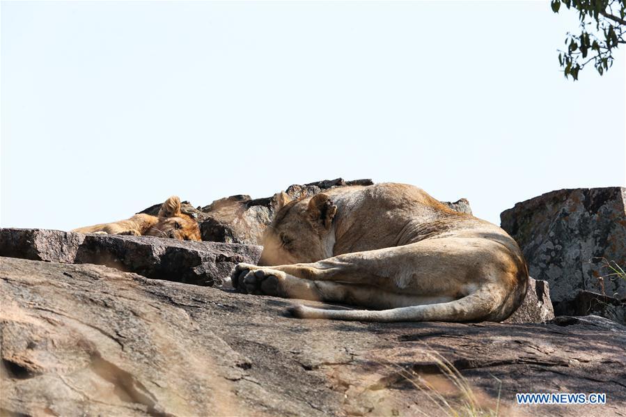 KENYA-NAIROBI-MAASAI MARA NATIONAL RESERVE-LIONS