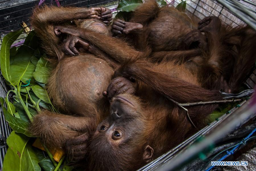 Photo taken on July 27, 2016 shows baby Sumatran orangutans inside a cage during a press conference at Indonesian Police office in Medan of North Sumatra, Indonesia.