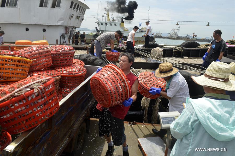 Fishermen here obtained a harvest of crabs on the third day after the end of fishing moratorium in the East China Sea