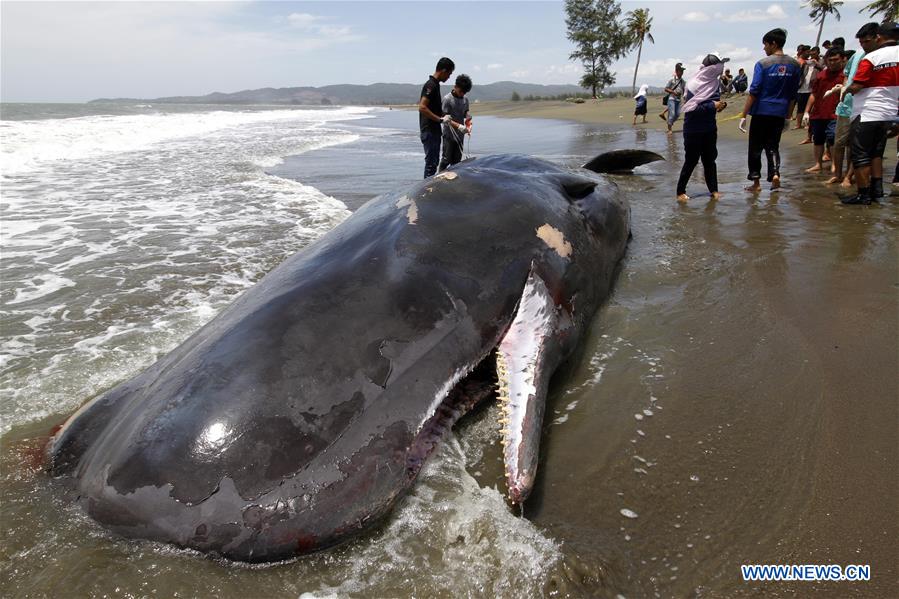 Photo taken on Aug. 4, 2016 shows a whale carcass on Alue Naga Beach, Banda Aceh, Indonesia.