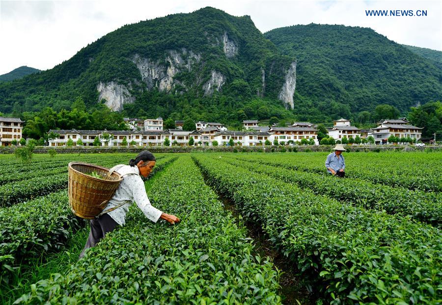 #CHINA-HUBEI-ENSHI-TEA-PICKING (CN)