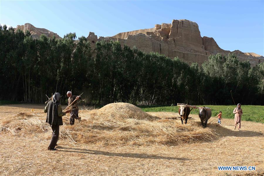 An Afghan farmer harvests wheat on his farmland in Bamyan province, Afghanistan, on Aug. 10, 2016. 
