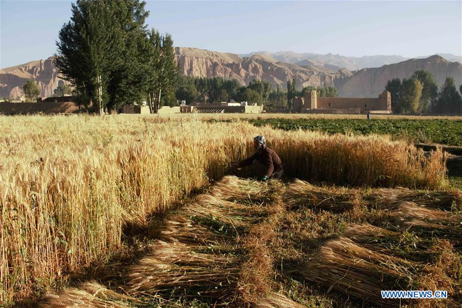 An Afghan farmer harvests wheat on his farmland in Bamyan province, Afghanistan, on Aug. 10, 2016. 