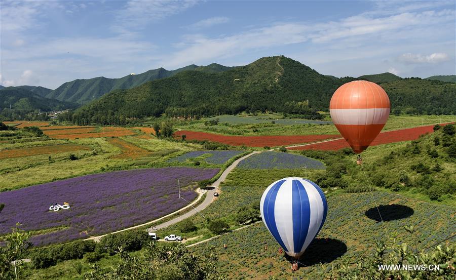A total of 5,600 mu (about 373 hectares) flower fields are in full bloom in Yanqing, and a special tour has opened to tourists for flower viewing.