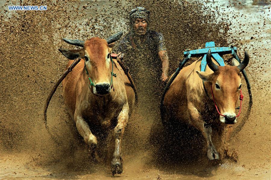 (SP)INDONESIA-WEST SUMATRA-PACU JAWI-TRADITIONAL COW RACE