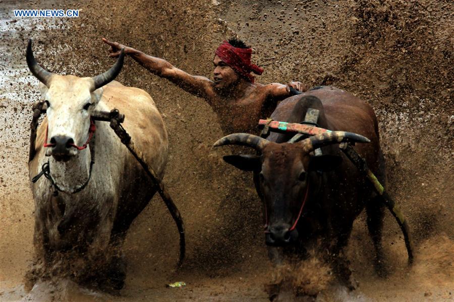 (SP)INDONESIA-WEST SUMATRA-PACU JAWI-TRADITIONAL COW RACE
