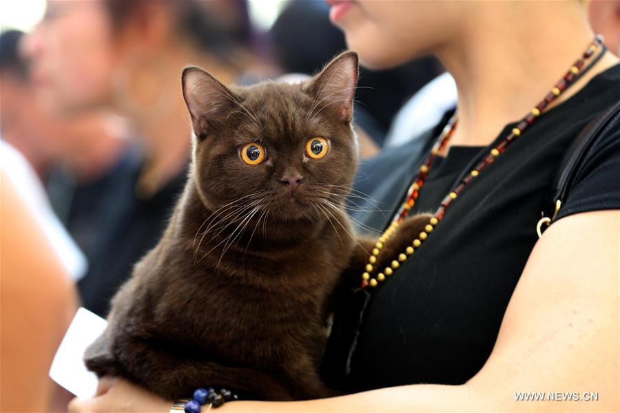 #CHINA-SHENYANG-PET CAT-EXPOSITION (CN)