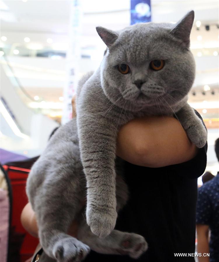 #CHINA-SHENYANG-PET CAT-EXPOSITION (CN)