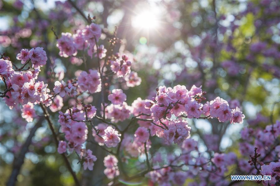 The Sydney Cherry Blossom Festival 2016, held over two weekends in August, will be bursting with Japanese culture, food, music and performances at Auburn Botanic Gardens. 