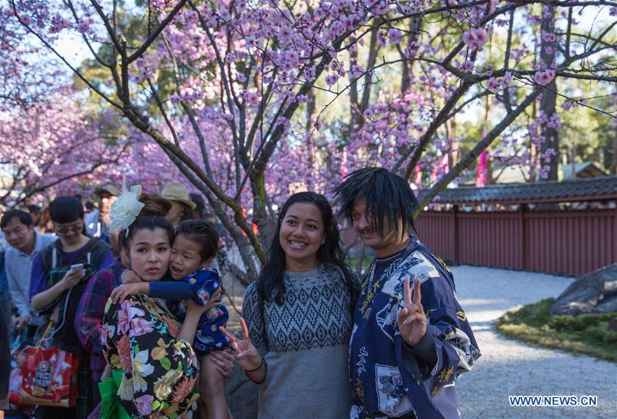 The Sydney Cherry Blossom Festival 2016, held over two weekends in August, will be bursting with Japanese culture, food, music and performances at Auburn Botanic Gardens. 