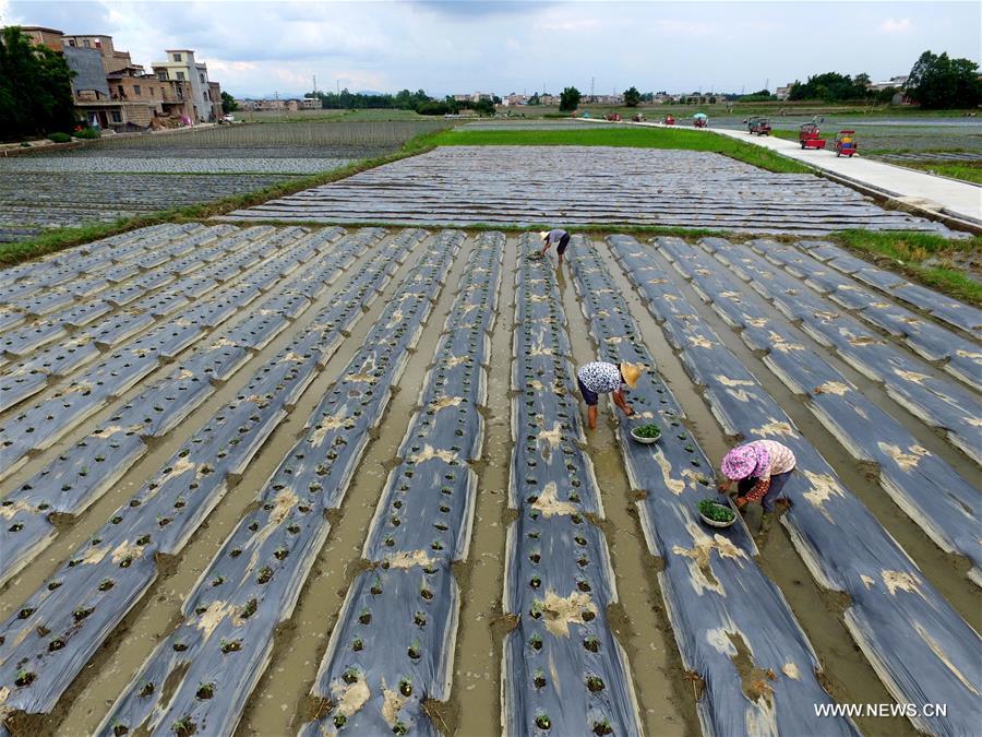 Farmers are busy with sowing vegetable in Baise of Guangxi after 'Liqiu', the first day of autumn on Chinese lunar calendar.