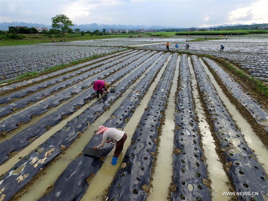 Farmers are busy with sowing vegetable in Baise of Guangxi after 'Liqiu', the first day of autumn on Chinese lunar calendar.