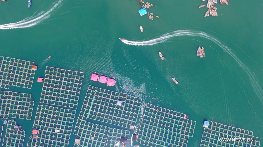  So far this year, the city's fishery output value and aquatic products output have reached 10.64 billion yuan (about 1.604 billion U.S. dollars) and 663,000 tonnes respectively. 