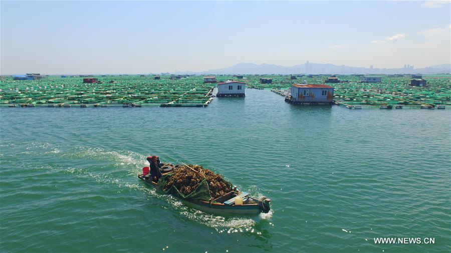  So far this year, the city's fishery output value and aquatic products output have reached 10.64 billion yuan (about 1.604 billion U.S. dollars) and 663,000 tonnes respectively. 