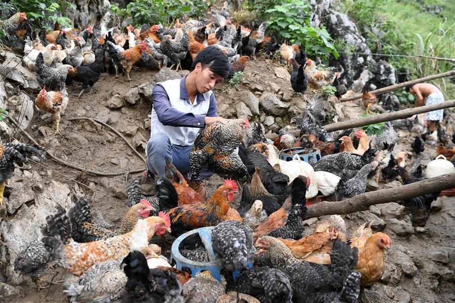 CHINA-GUANGXI-DAHUA-CHICKEN INDUSTRY-POVERTY ALLEVIATION(CN)