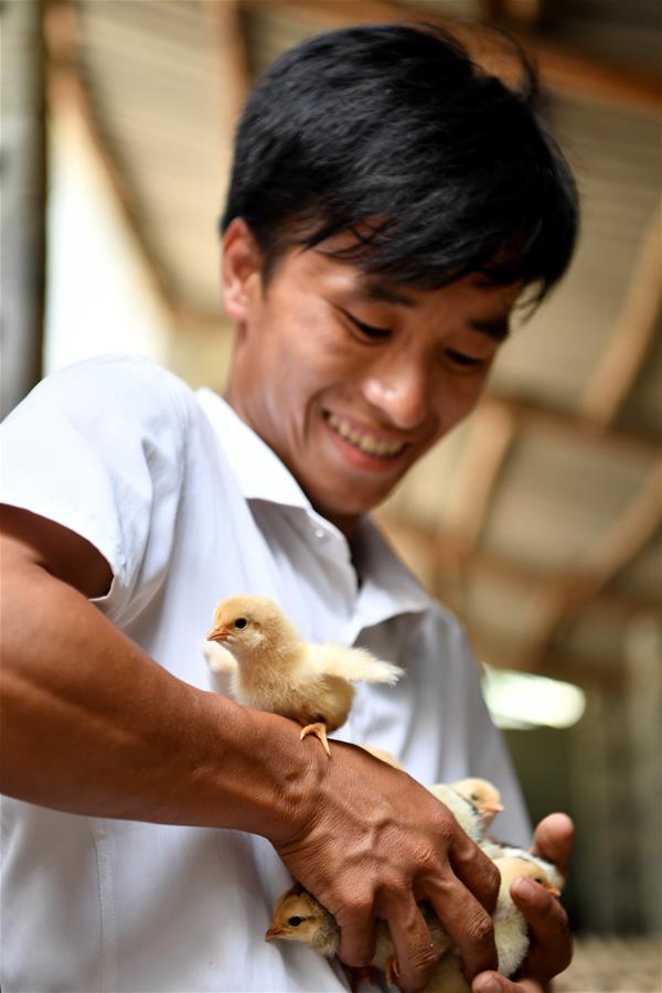 CHINA-GUANGXI-DAHUA-CHICKEN INDUSTRY-POVERTY ALLEVIATION(CN)