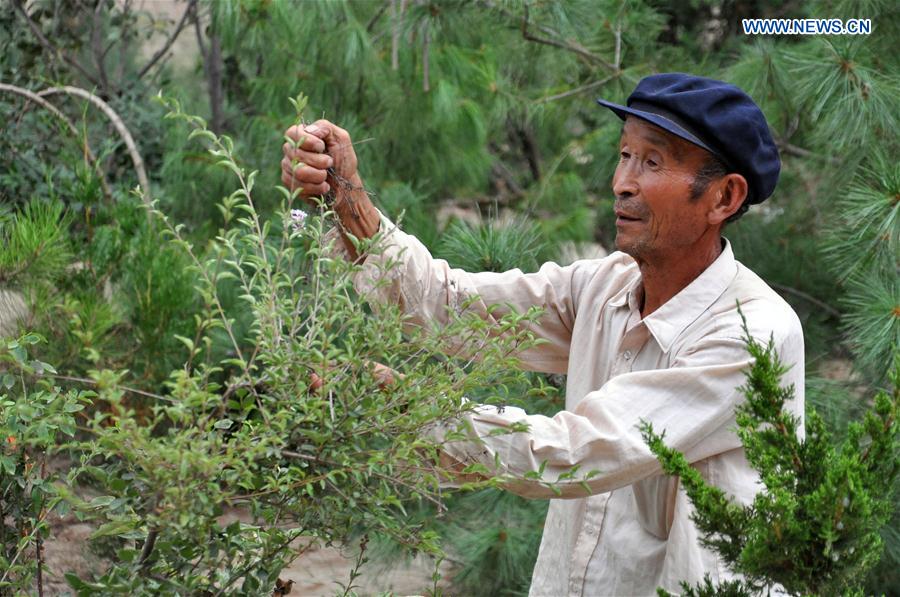 CHINA-GANSU-OLD MEN-TREE PLANTING (CN) 