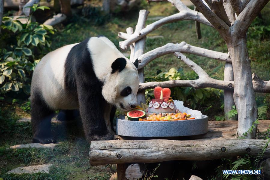 CHINA-MACAO-GIANT PANDA-BIRTHDAY PARTY (CN)