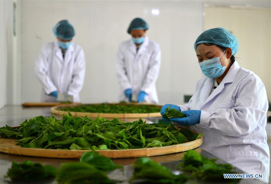 #CHINA-HEBEI-MULBERRY LEAF TEA INDUSTRY (CN)