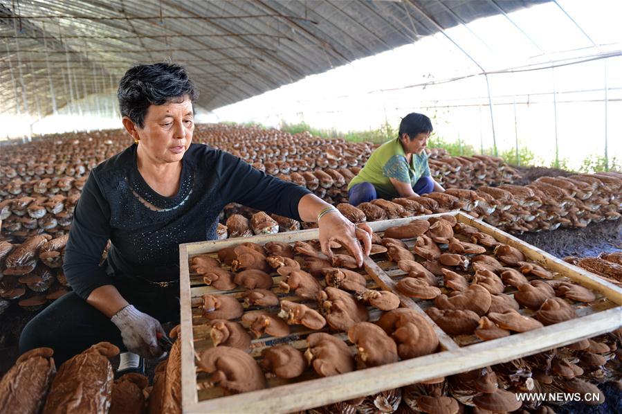 Up to date, Xinhe County administration has helped local residents set up more than 130 cooperatives to raise fruits, seedlings and edible fungi for increasing earnings.