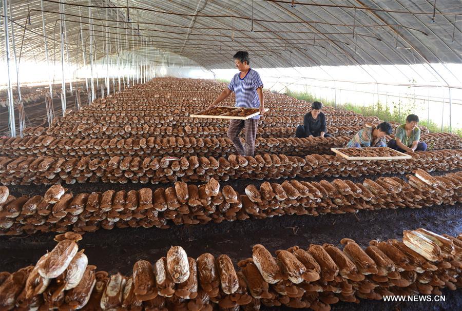 Up to date, Xinhe County administration has helped local residents set up more than 130 cooperatives to raise fruits, seedlings and edible fungi for increasing earnings.