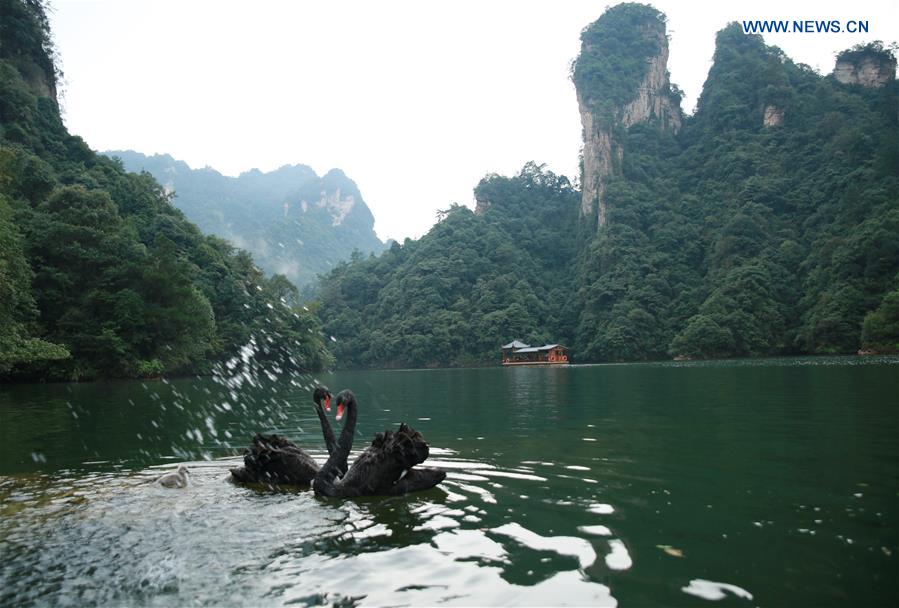 #CHINA-ZHANGJIAJIE-BLACK SWANS (CN)