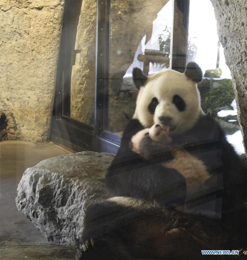 Photo taken on Sept. 15, 2016 shows the giant panda cub 'Tian Bao' and its mother 'Hao Hao' at the Pairi Daiza animal park in Brugelette, Belgium. The zoo named the giant panda cub 'Tian Bao' on Thursday.