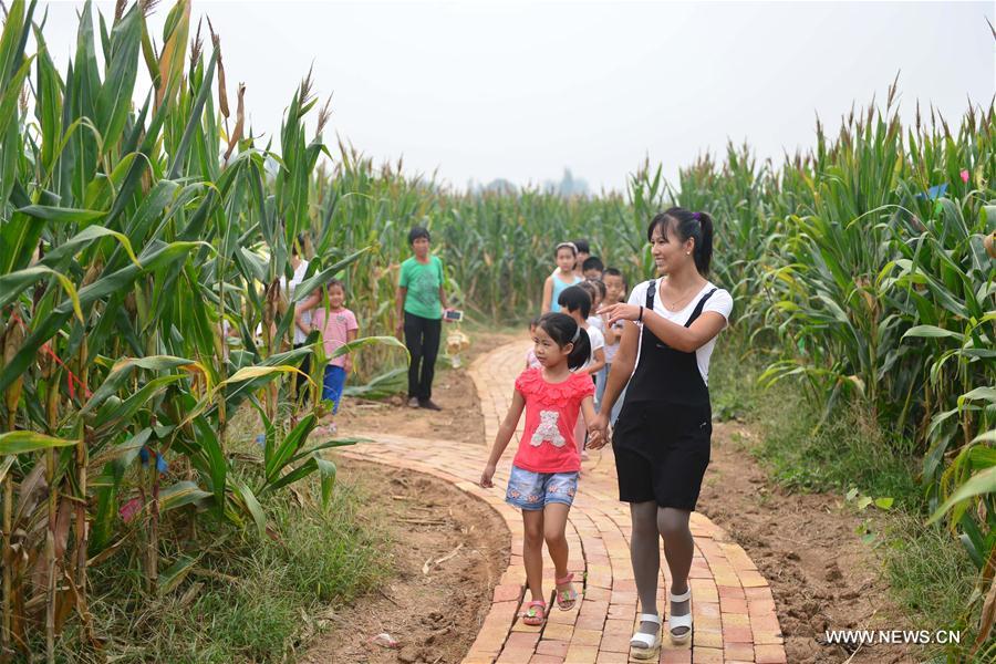 A 30,000-square-meter corn maze has been built in Baixiang County and attracted many tourists during the Mid-Autumn Festival holidays