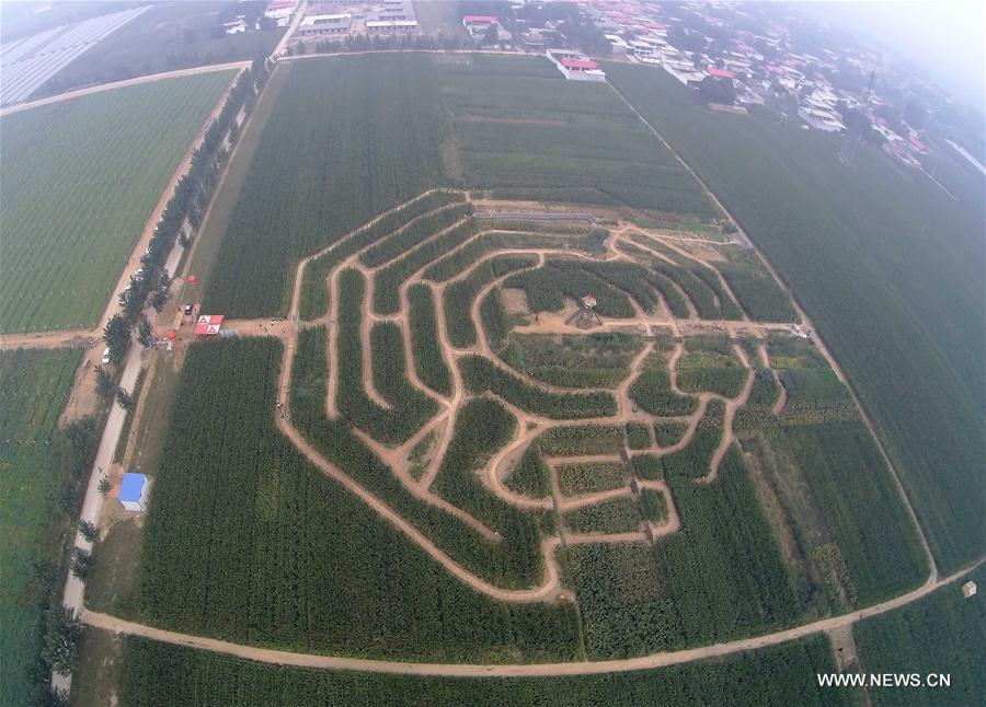 A 30,000-square-meter corn maze has been built in Baixiang County and attracted many tourists during the Mid-Autumn Festival holidays.