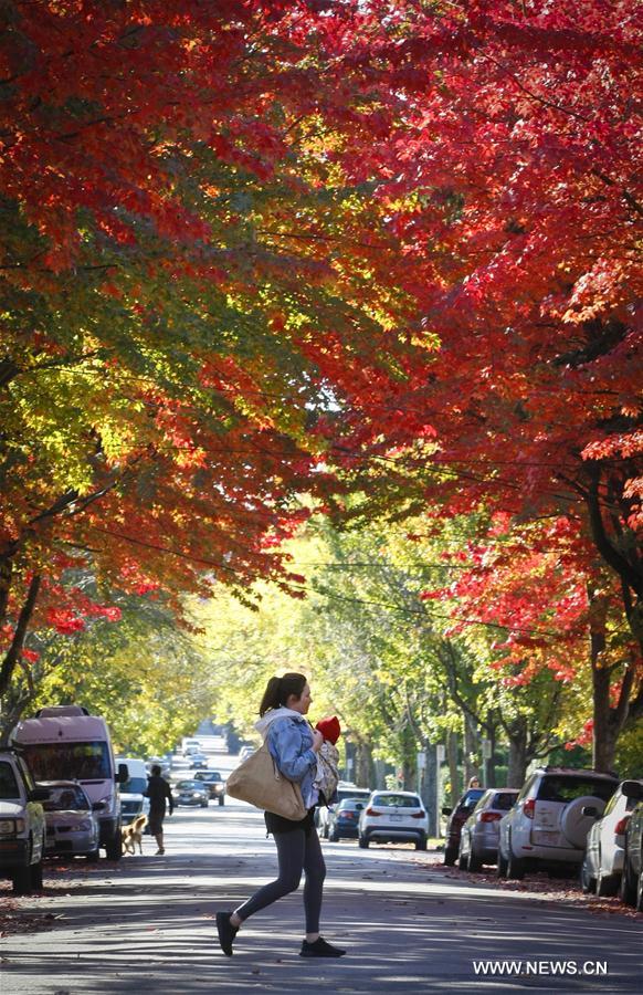 CANADA-VANCOUVER-AUTUMN LEAVES