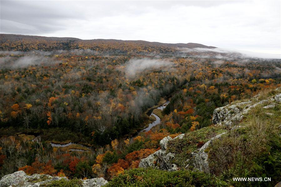 Photo taken on Oct. 21 shows maple leaves at Porcupine Mountain area of Ontonagon County, Michigan State, the United States. 